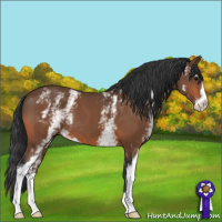 Horse Color:White Spotted Bay Sabino