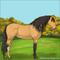 Horse Color:Buckskin 