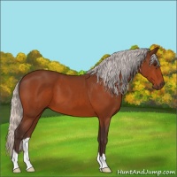 Horse Color:Silver Bay 