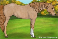 Horse Color:Red Roan