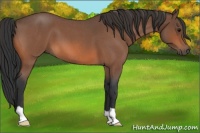 Horse Color:Bay Roan 