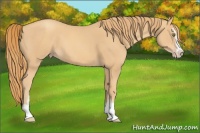 Horse Color:Gold Champagne Sabino 