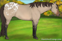 Horse Color:Bay Dun Appaloosa 