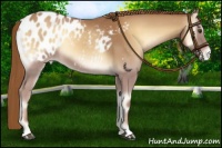 Horse Color:Red Onyx Appaloosa 
