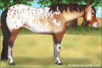 Horse Color:Bay Onyx Appaloosa