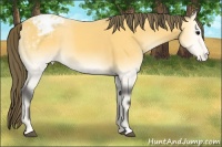 Horse Color:Buckskin Onyx Appaloosa