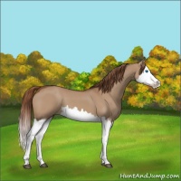 Horse Color:Red Dun Splash  and Red Dun Splash 