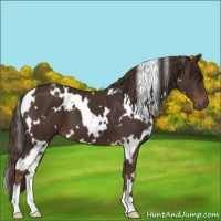 Horse Color:White Spotted Liver Chestnut