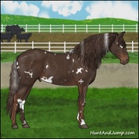 Horse Color:White Spotted Liver Chestnut