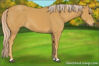 Horse Color:Palomino 