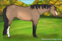 Horse Color:Bay Dun