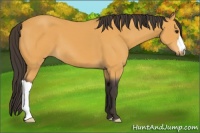 Horse Color:Buckskin 