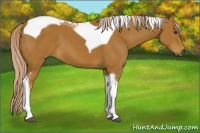 Horse Color:Gray Palomino Tobiano 