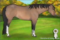 Horse Color:Bay Dun 