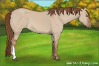 Horse Color:Red Dun 