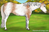 Horse Color:White Spotted Silver Bay