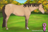 Horse Color:Amber Champagne 