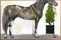Horse Color:Platinum White Spotted Liver Chestnut Rabicano 