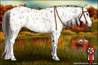 Horse Color:Bay Dun Leopard