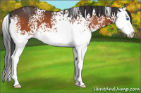Horse Color:White Spotted Brown Splash