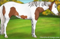 Horse Color:Silver Bay Splash Tobiano 