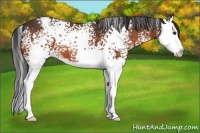 Horse Color:White Spotted Brown Splash Appaloosa