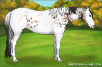 Horse Color:White Spotted Bay Tobiano Appaloosa 