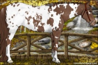 Horse Color:White Spotted Liver Chestnut Varnish