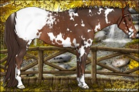 Horse Color:White Spotted Liver Chestnut Snowcap 