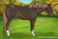 Horse Color:Liver Chestnut