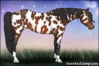 Horse Color:Brown Appaloosa 