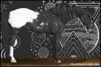 Horse Color:Black Snowcap 