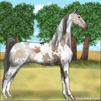 Horse Color:White Spotted Liver Red Dun 