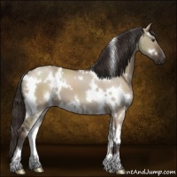 Horse Color:White Spotted Liver Red Dun