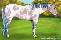 Horse Color:Watercolor White Spotted Bay Dun Appaloosa 