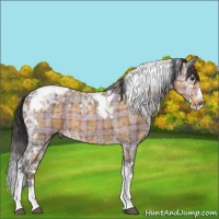 Horse Color:Plaid  Buckskin Ice Sabino Splash Tobiano 