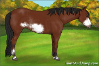 Horse Color:Gray Bay Sabino Frame Rabicano 