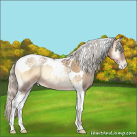 Horse Color:Silver Buckskin Pearl Onyx Tobiano 