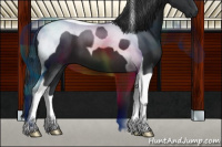 Horse Color:Black Tobiano 