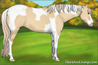 Horse Color:Palomino Dun Sabino Tobiano Appaloosa 