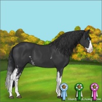 Horse Color:White Spotted Black Splash 