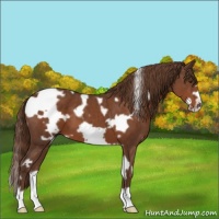 Horse Color:White Spotted Liver Chestnut Frame