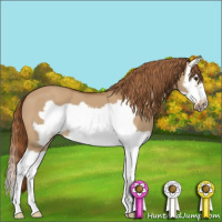 Horse Color:Red Dun Splash Frame 
