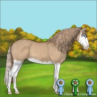 Horse Color:Red Dun Splash 