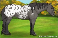 Horse Color:Grullo Appaloosa 