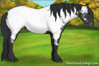 Horse Color:Black Near Fewspot