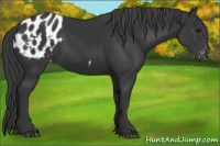 Horse Color:Black Appaloosa 