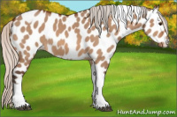 Horse Color:Silver Brown Dun Tobiano Appaloosa 