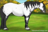 Horse Color:Black Near Fewspot