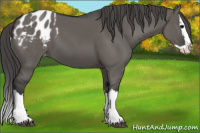 Horse Color:Grullo Sabino Splash Appaloosa 
